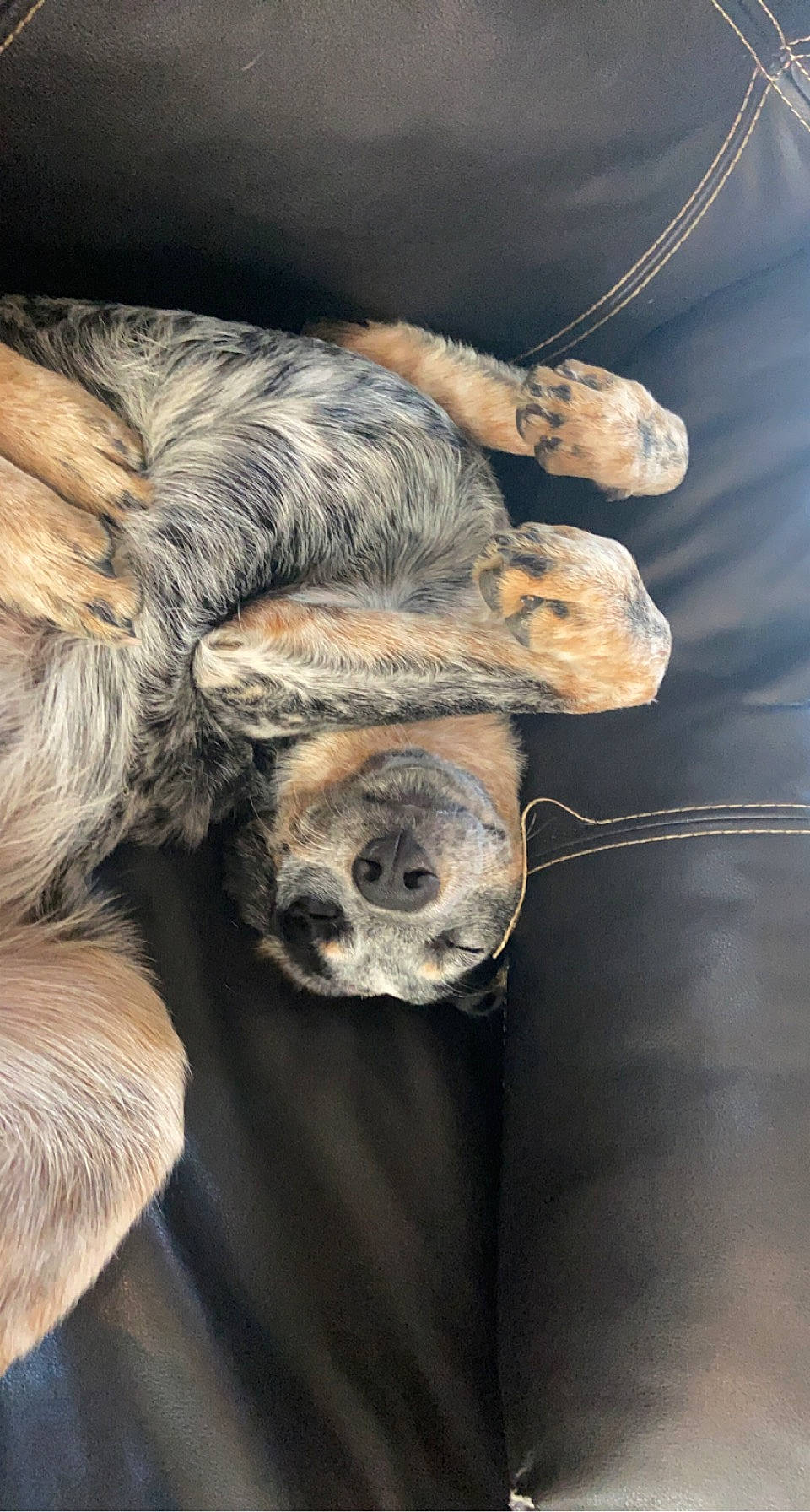 Fat Boy joined the competition — help win amazing prizes! canidae, claw, dog_breed, foot, fur, human_leg, palm_tree, paw, sporting_group, tail, terrestrial_animal, tree, trunk, vertebrate, whiskers, wildlife, wood, wrinkle, zoo