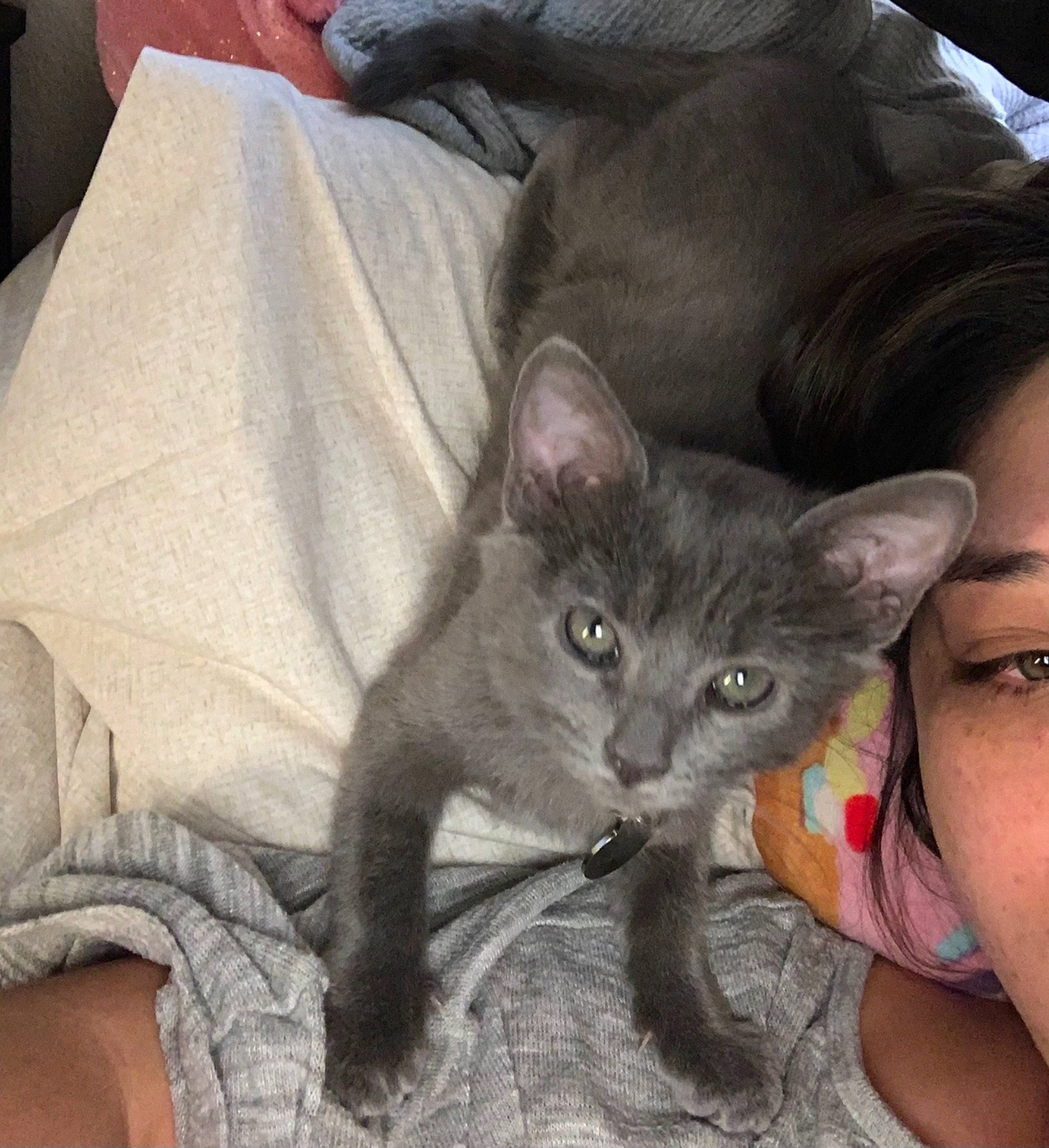 Ashe is registered to the contest to win money with this photo: asian, burmese, carnivore, cat, chartreux, domestic_short_haired_cat, ear, felidae, german_rex, havana_brown, kitten, korat, mammal, nebelung, oriental_longhair, oriental_shorthair, russian_blue, small_to_medium_sized_cats, vertebrate, whiskers