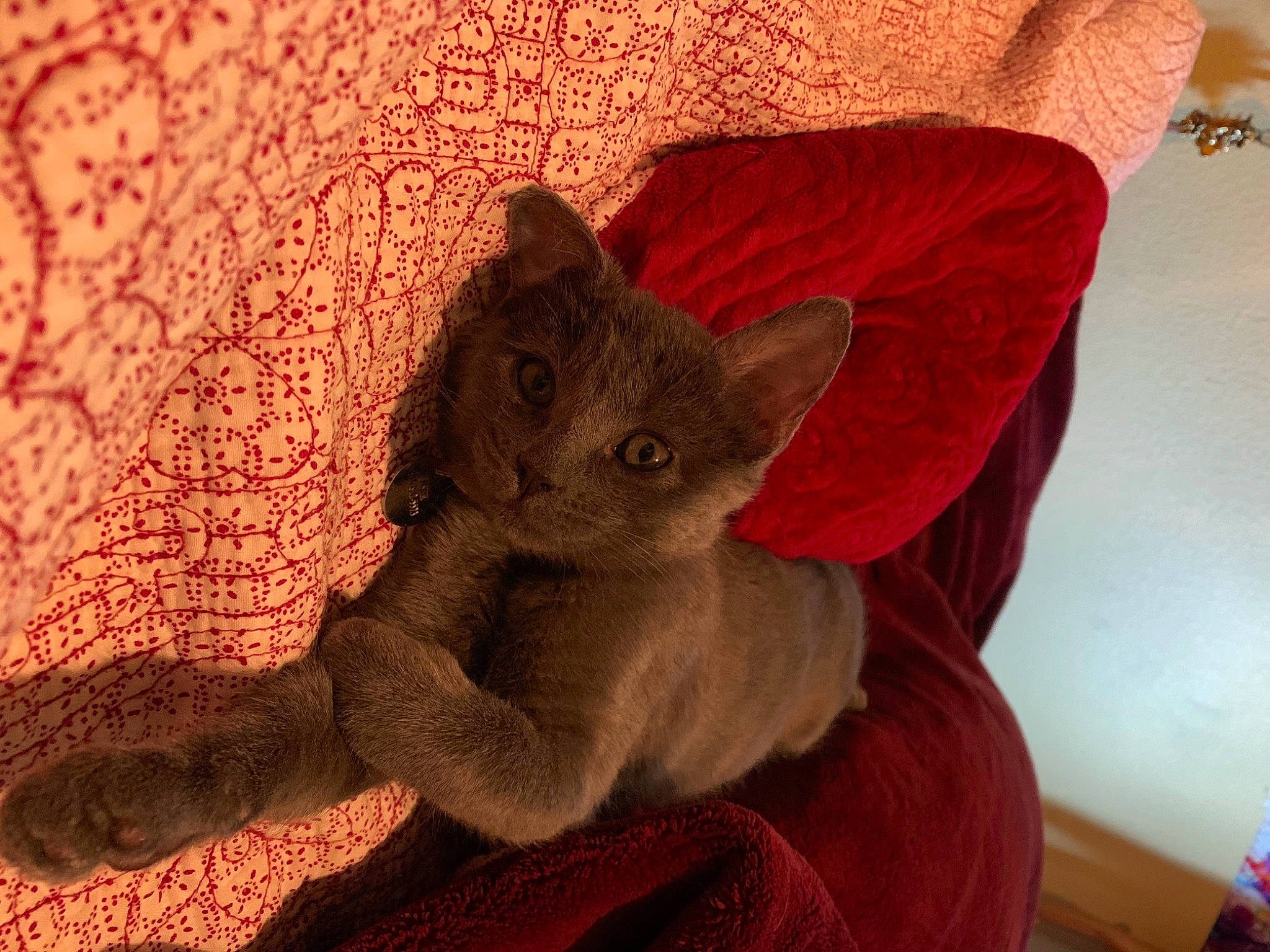 Ashe is registered to the contest to win money with this photo: carnivore, cat, chartreux, fawn, felidae, fur, kitten, mammal, russian_blue, small_to_medium_sized_cats, whiskers