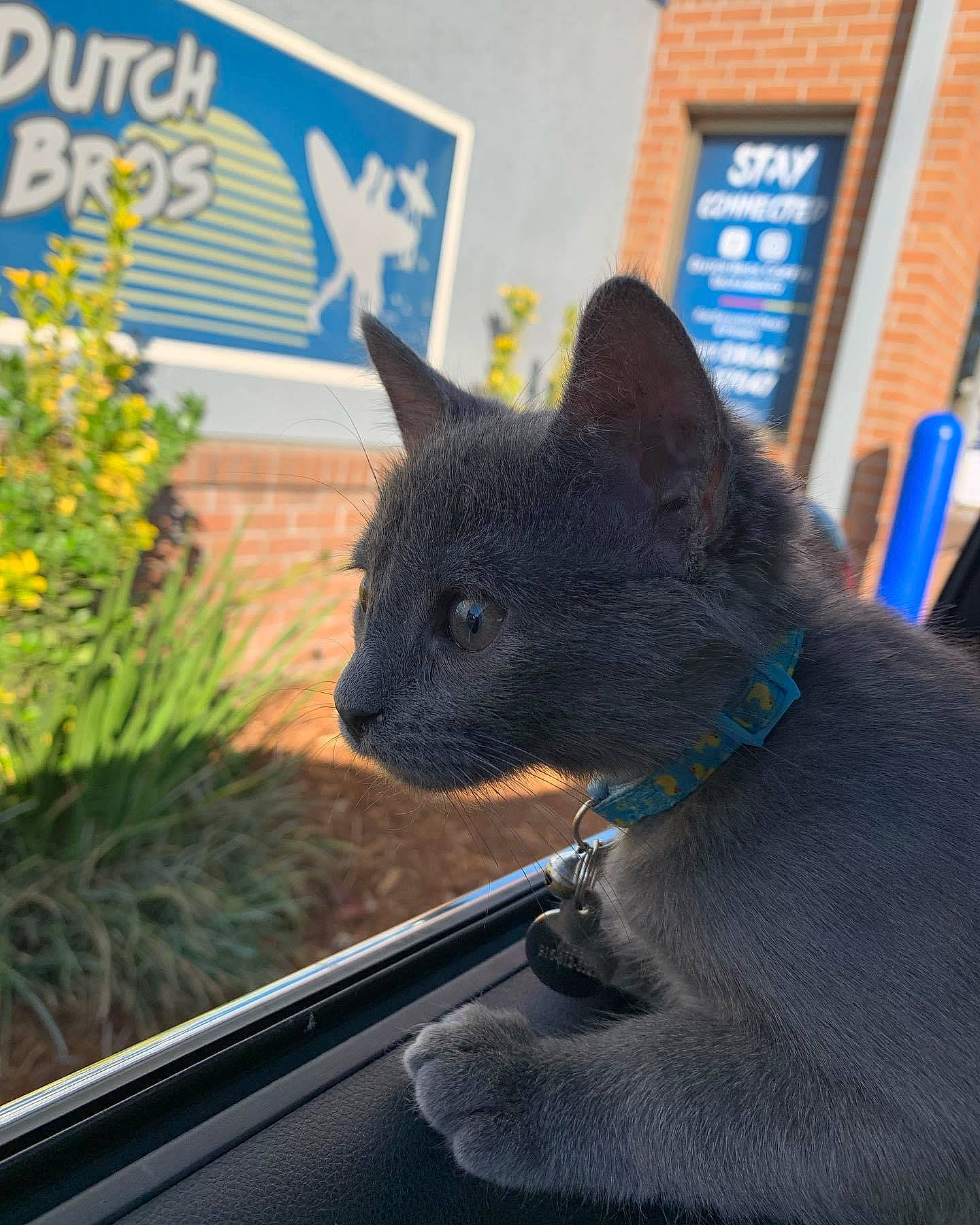 Ashe joined the competition — help win amazing prizes! black_cat, british_shorthair, burmese, carnivore, cat, chartreux, domestic_short_haired_cat, felidae, korat, mammal, nebelung, russian_blue, small_to_medium_sized_cats, snout, whiskers, window