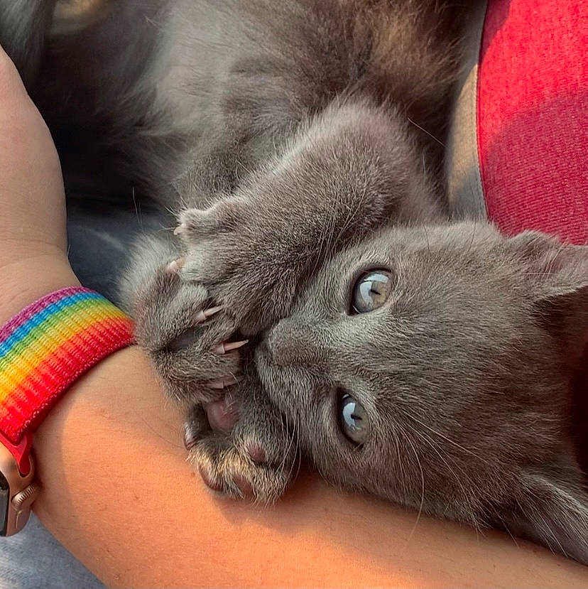 Ashe joined the competition — help win amazing prizes! black_cat, british_longhair, british_shorthair, carnivore, cat, chartreux, felidae, fur, hand, kitten, korat, mammal, nebelung, russian_blue, skin, small_to_medium_sized_cats, snout, whiskers