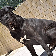 Yabou participe au concours pour gagner de l'argent avec cette photo : cane_corso, carnivoran, dog, dog_breed, dog_like_mammal, guard_dog, snout