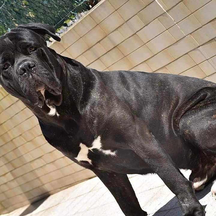 Yabou participe au concours pour gagner de l'argent avec cette photo : cane_corso, carnivoran, dog, dog_breed, dog_like_mammal, guard_dog, snout