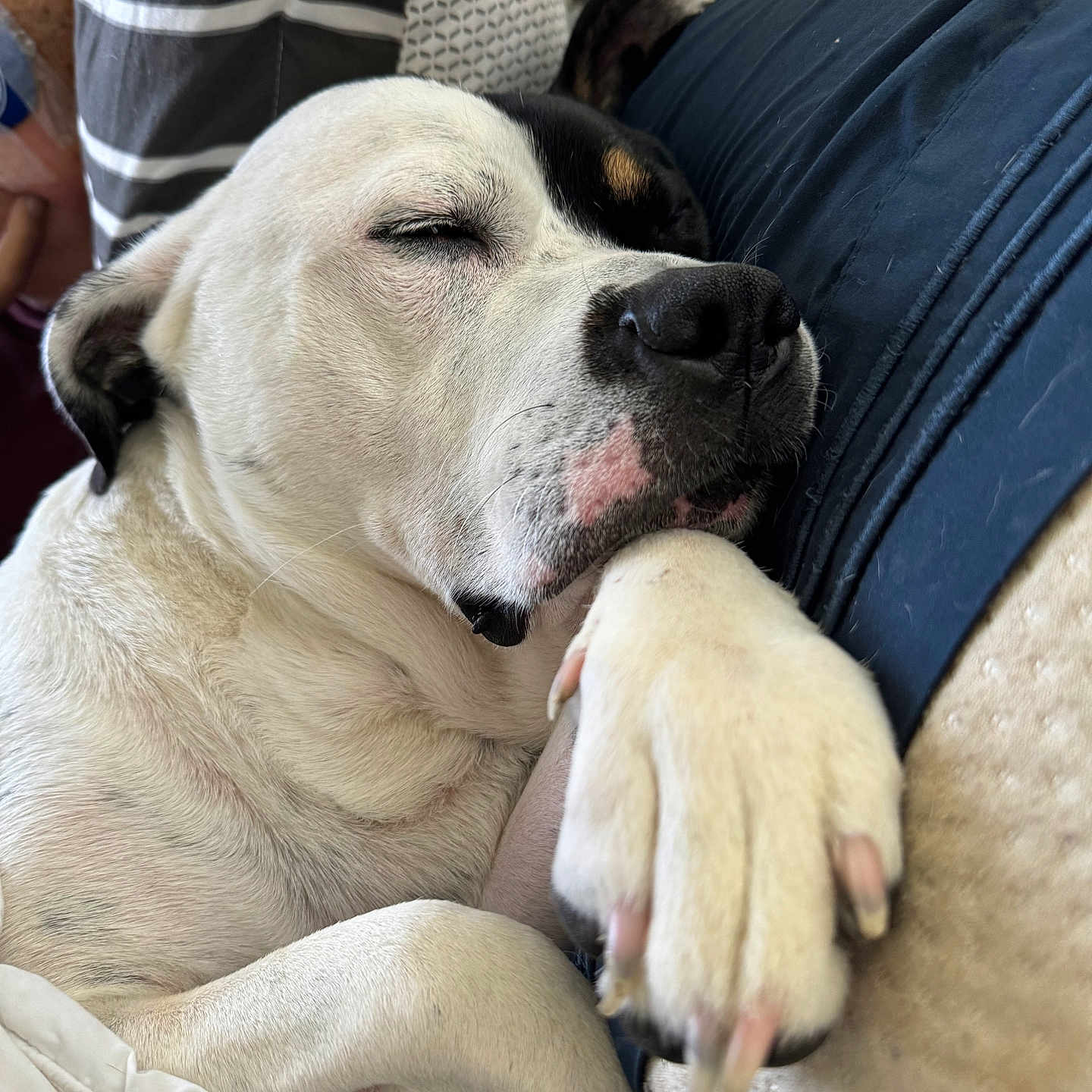 Blue joined the competition — help win amazing prizes! animal, black_markings, blanket, close_up, companion, cozy, cushion, cute, dog, domestic, fur, indoor, napping, paw, pet, relaxing, resting, sleeping, snuggling, white_coat