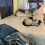 Blue joined the competition — help win amazing prizes! bed, blanket, blue_blanket, dog, indoor, pillow, walker, white_bedspread, sleeping, resting, tapestry, window, curtains, animal, pet, furniture, room, relaxation, comfort, spotted_dog