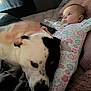 Blue is registered to the contest to win money with this photo: baby, dog, bed, hand, petting, onesie, black_and_white_dog, floral_pattern, indoor, resting, cute, child, animal, comfort, pillow, blanket, relaxation, human, soft_lighting, intimate