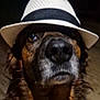 Oslo participe au concours pour gagner de l'argent avec cette photo : dog, hat, fedora, indoor, brown_fur, black_nose, pet, canine, portrait, looking_up, fur, animal, mammal, close_up, domestic_animal, cute, wearing_accessory, face, head, expression