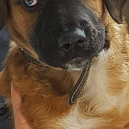 Oslo a rejoint le concours — aidez-le/la à gagner de superbes lots ! puppy, dog, close_up, brown_fur, black_fur, collar, pet, animal, hand, holding, cute, young_dog, domestic_animal, fur, portrait, looking_up, indoor, soft_lighting, mammal, friendly