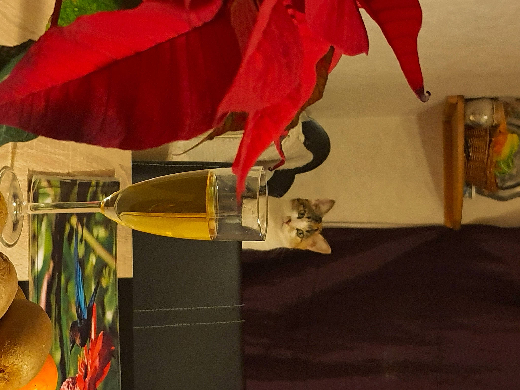 Kitty participe au concours pour gagner de l'argent avec cette photo : carmine, coquelicot, still_life_photography