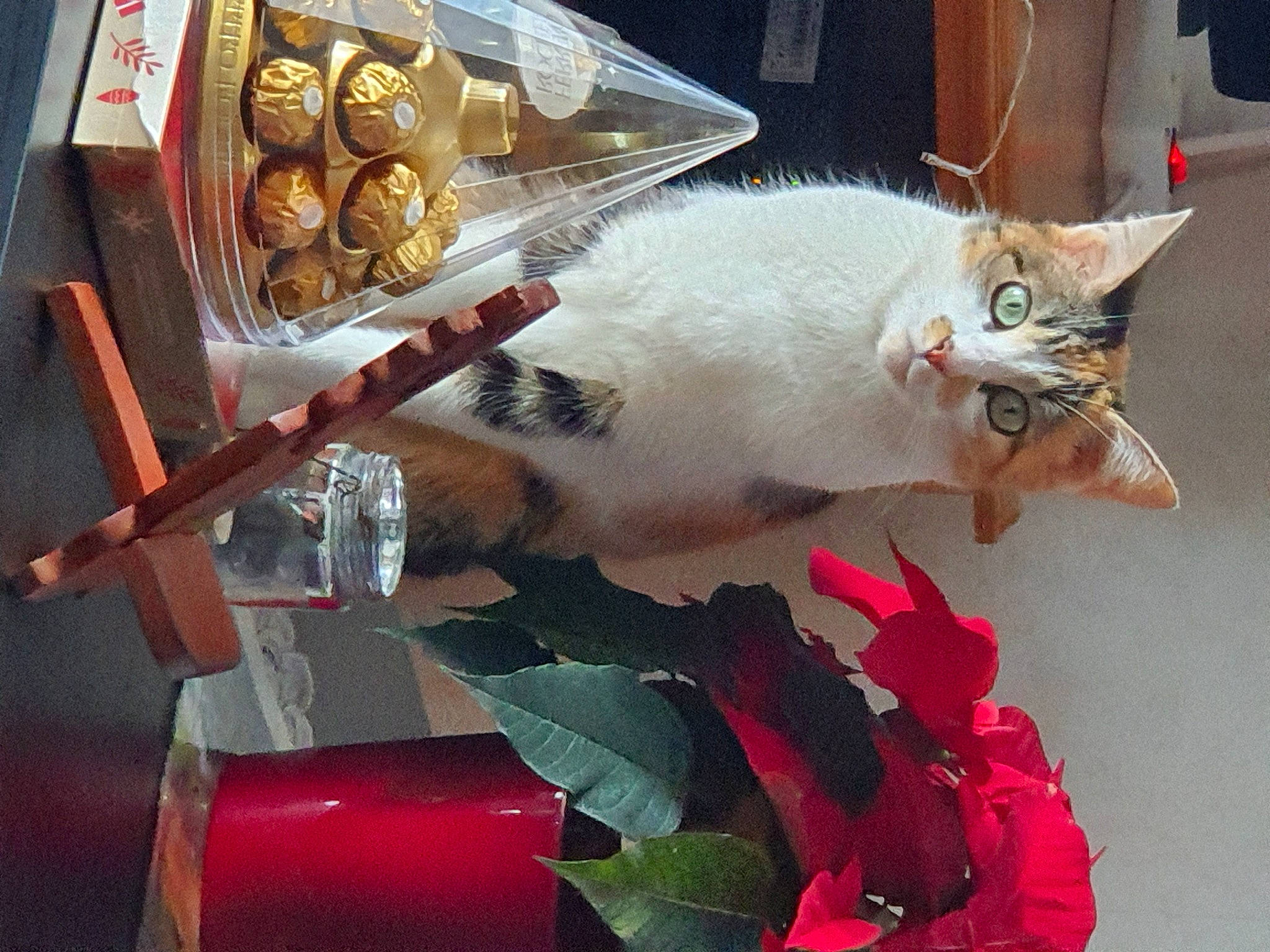 Kitty participe au concours pour gagner de l'argent avec cette photo : box, carnivore, cat, domestic_short_haired_cat, felidae, small_to_medium_sized_cats, snout, whiskers