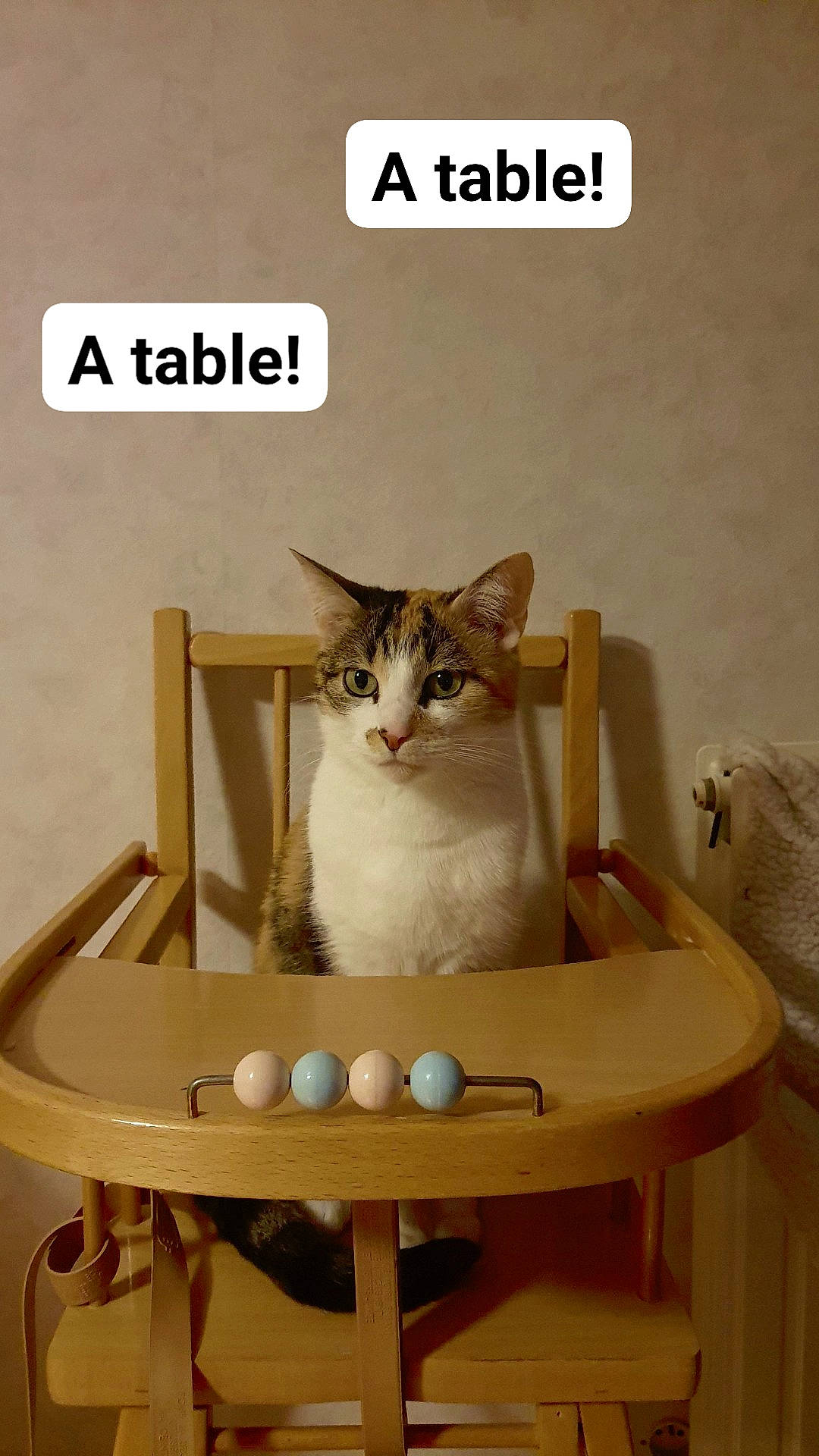 Kitty participe au concours pour gagner de l'argent avec cette photo : carnivore, cat, cat_supply, chair, drawer, felidae, font, internet_meme, mammal, pet_supply, product, serveware, shelf, shelving, small_to_medium_sized_cats, table, tail, vertebrate, whiskers, wood