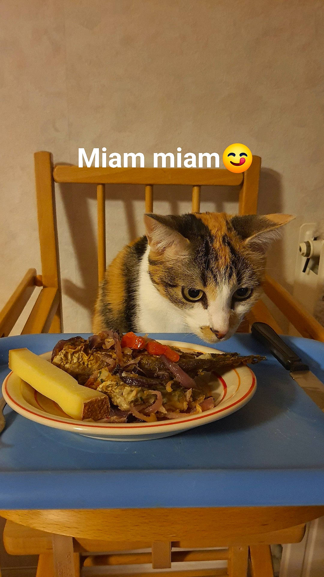 Kitty a rejoint le concours — aidez-le/la à gagner de superbes lots ! animal_feed, bowl, carnivore, cat, cat_supply, dishware, felidae, food, ingredient, kitchen_utensil, pet_food, pet_supply, plate, recipe, seafood, serveware, small_to_medium_sized_cats, table, tableware, whiskers