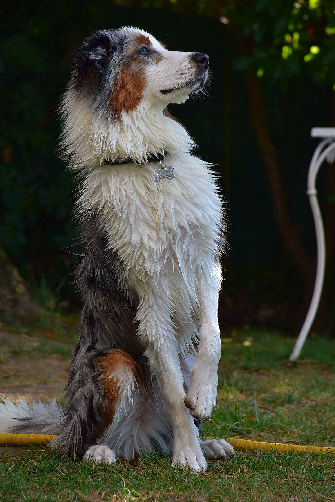 Flóki participe au concours pour gagner de l'argent avec cette photo : canidae, carnivore, companion_dog, dog, dog_breed, fur, grass, gun_dog, liver, silken_windhound, snout, sporting_group, tail, terrestrial_animal, working_dog