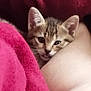 Poivre a rejoint le concours — aidez-le/la à gagner de superbes lots ! kitten, cat, tabby, pet, animal, fur, ears, blanket, red, cozy, resting, cute, small, face, whiskers, indoor, skin, human, closeup, sleepy