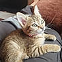 Poivre participe au concours pour gagner de l'argent avec cette photo : kitten, tabby, cat, pet, animal, feline, collar, whiskers, ears, eyes, tail, fur, domestic, indoor, lap, person, clothing, couch, home, relaxing