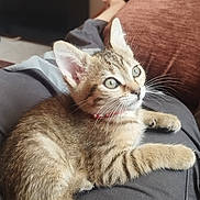 Poivre participe au concours pour gagner de l'argent avec cette photo : kitten, tabby, cat, pet, animal, feline, collar, whiskers, ears, eyes, tail, fur, domestic, indoor, lap, person, clothing, couch, home, relaxing