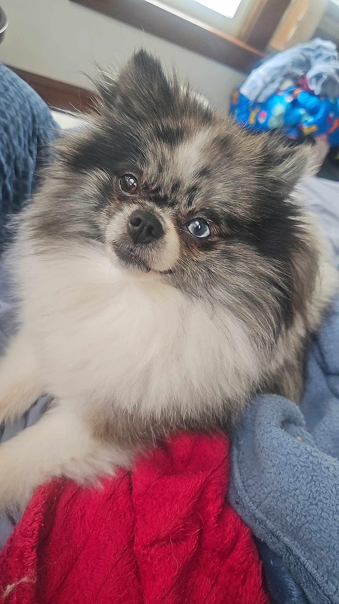 Demon is registered to the contest to win money with this photo: dog, fluffy, heterochromia, blue_eye, brown_eye, pet, cute, indoor, blanket, red_blanket, blue_blanket, window, fur, face, animal, resting, cozy, curious, small_dog, portrait