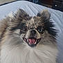 Demon is registered to the contest to win money with this photo: dog, pomeranian, fluffy, smiling, happy, pet, indoor, bed, fur, animal, cute, canine, tongue, ears, eyes, mouth, room, home, window, blanket