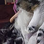 Demon joined the competition — help win amazing prizes! dog, black_and_white, fluffy, pet, lying_down, paws, curious, person, hand, purple_jacket, indoor, room, shelf, objects, fur, closeup, animal, cute, domestic, resting