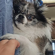 Demon joined the competition — help win amazing prizes! dog, fluffy, hand, blanket, indoors, pet, fur, closeup, bed, window, human, paw, cute, animal, domestic, resting, relaxed, companion, friendship, comfort