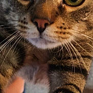 Snacks is registered to the contest to win money with this photo: cat, tabby, close_up, whiskers, green_eyes, pet, animal, feline, curious, fur, striped, paw, indoors, human_arm, reaching, face, nose, mouth, portrait, domestic_cat
