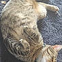 Snacks is registered to the contest to win money with this photo: cat, tabby, sleeping, relaxed, pet, feline, fur, whiskers, collar, indoor, paw, resting, cute, animal, mammal, domestic, cozy, texture, rug, striped