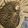 Snacks joined the competition — help win amazing prizes! cat, tabby, sleeping, curled_up, fleece_blanket, cozy, indoor, pet, fur, striped, resting, cute, domestic_animal, animal, soft, relaxed, home, comfort, nap, bed