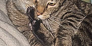 Snacks is registered to the contest to win money with this photo: cat, tabby, pet, feline, paw, sleepy, cozy, blanket, indoor, fur, whiskers, closeup, resting, cute, animal, napping, mammal, domestic, comfort, soft