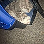 Scruffy is registered to the contest to win money with this photo: cat, sleeping, pet_carrier, blue, gray, fur, paws, indoor, carpet, cozy, resting, animal, pet, feline, quiet, home, relaxing, closed_eyes, cute, soft
