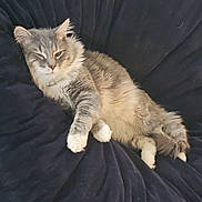 Scruffy joined the competition — help win amazing prizes! cat, gray_cat, fluffy, relaxed, lounging, pet, indoor, cushion, plush, feline, sleepy, cozy, fur, whiskers, paws, resting, domestic_animal, animal, cute, soft