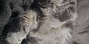 Scruffy is registered to the contest to win money with this photo: cat, fluffy, sleeping, relaxed, pet, feline, whiskers, paws, fur, blanket, cozy, indoor, cute, resting, animal, mammal, soft, closeup, nap, domestic