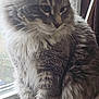 Scruffy joined the competition — help win amazing prizes! cat, animal, pet, fluffy, gray, white, windowsill, window, indoor, feline, whiskers, fur, sitting, looking, side_view, natural_light, domestic_animal, quiet, calm, closeup