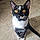 Mr. Kitty