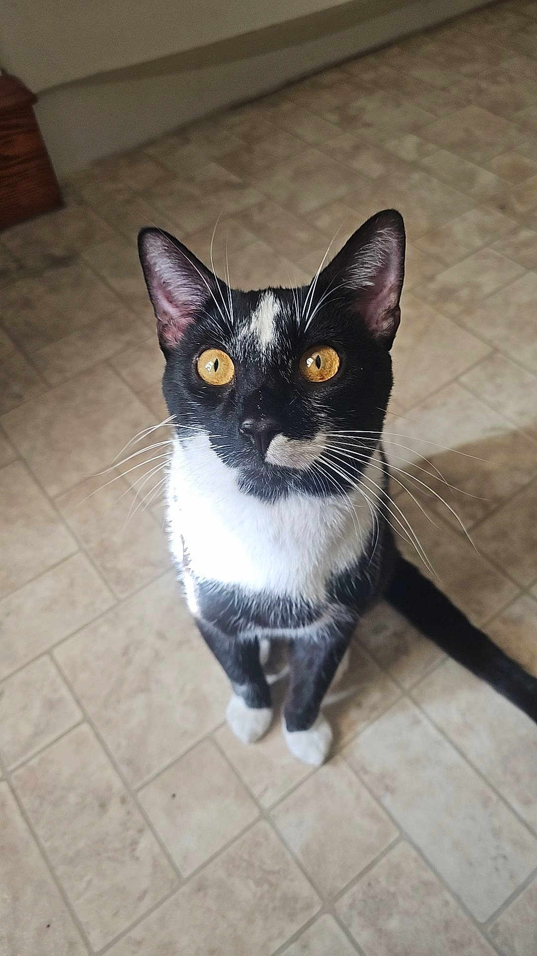 Mr. Kitty