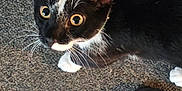 Mr. Kitty joined the competition — help win amazing prizes! cat, black_and_white, tuxedo_cat, carpet, indoor, foot, flip_flop, pet, whiskers, curious, animal, feline, close_up, looking_up, domestic, paw, texture, cute, young_cat, human