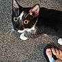 cat, black_and_white, tuxedo_cat, carpet, indoor, foot, flip_flop, pet, whiskers, curious, animal, feline, close_up, looking_up, domestic, paw, texture, cute, young_cat, human