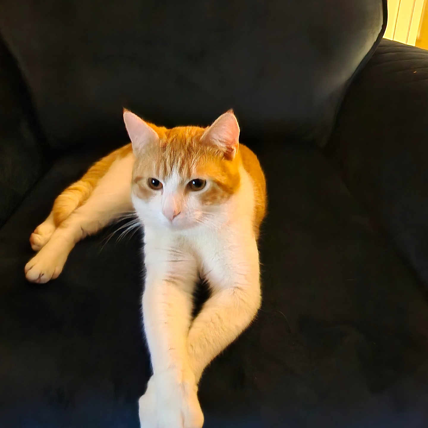 Simba is registered to the contest to win money with this photo: abyssinian, animal, architecture, armchair, building, cat, chair, couch, cushion, furniture, hardwood, homedecor, indoors, kitten, livingroom, manx, pet, room, siamese, wood