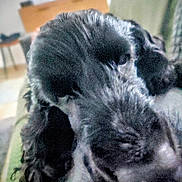 Ourka a rejoint le concours — aidez-le/la à gagner de superbes lots ! dog, black_dog, close_up, indoor, furniture, blurred_background, resting, pet, animal, canine, green_surface, cozy, relaxed, household, indoor_lighting, portrait, fur, snout, sleepy, companion