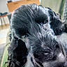 dog, black_dog, close_up, indoor, furniture, blurred_background, resting, pet, animal, canine, green_surface, cozy, relaxed, household, indoor_lighting, portrait, fur, snout, sleepy, companion