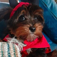 Tucker is registered to the contest to win money with this photo: animal, blanket, blue_cushion, companion, couch, cozy, cute, dog, domestic, fur, fur_pattern, indoor, looking_up, pet, puppy, red_clothing, relaxed, resting, small_dog, textured_blanket