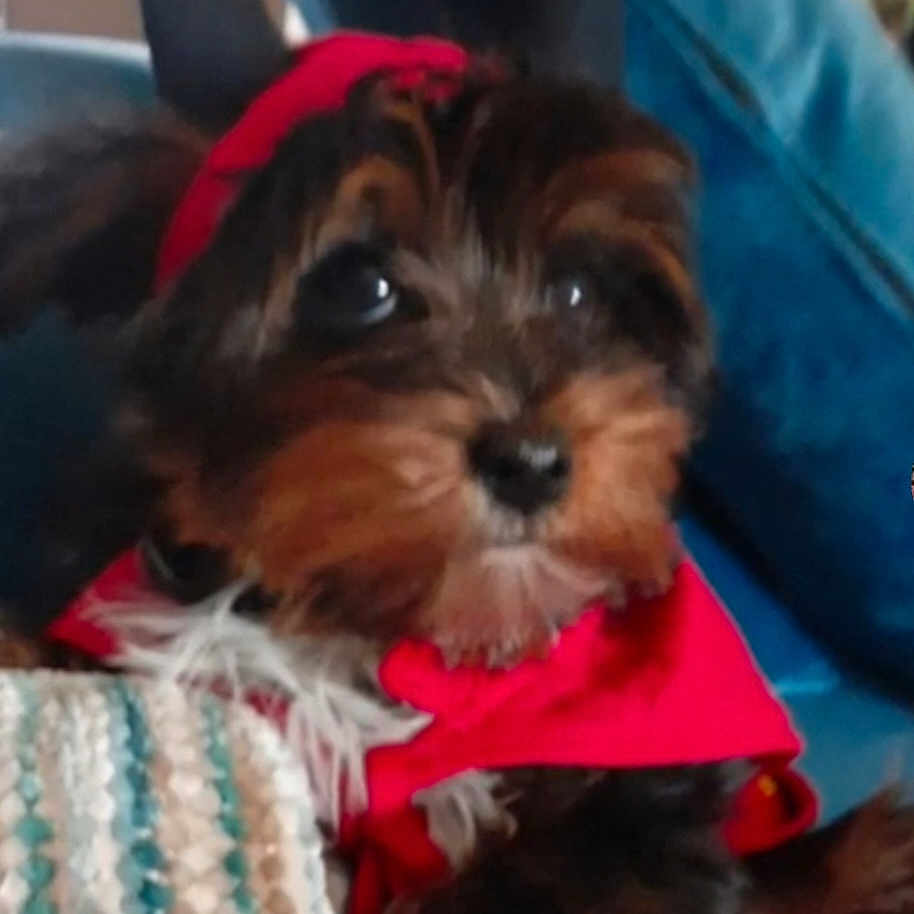 Tucker