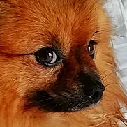 Jody Love participe au concours pour gagner de l'argent avec cette photo : ancient_dog_breeds, carnivoran, companion_dog, dog, dog_breed, dog_breed_group, dog_like_mammal, finnish_spitz, fur, german_spitz, german_spitz_klein, german_spitz_mittel, mammal, pomeranian, puppy, snout, spitz, volpino_italiano, whiskers