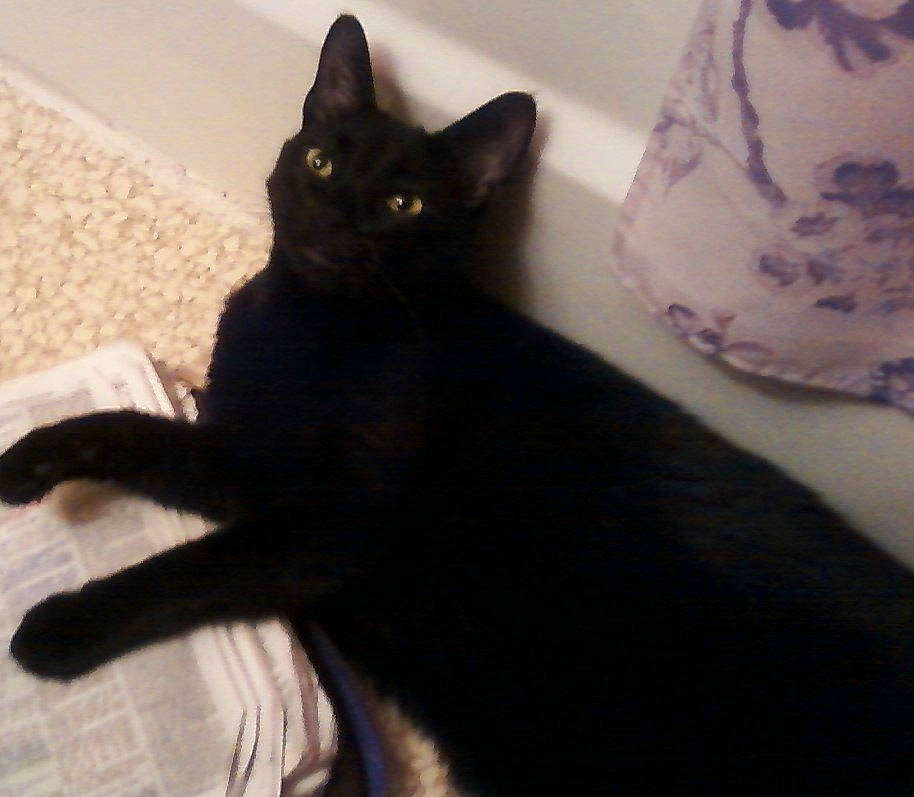 Judah is registered to the contest to win money with this photo: black_cat, bombay, carnivore, cat, cat_supply, claw, comfort, domestic_short_haired_cat, felidae, fur, havana_brown, paw, shadow, small_to_medium_sized_cats, snout, tail, terrestrial_animal, whiskers