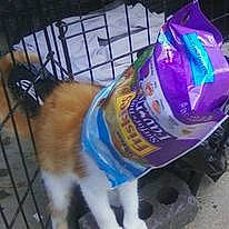 Daniel joined the competition — help win amazing prizes! bottle, canidae, carnivore, companion_dog, dog, dog_breed, dog_clothes, dog_supply, drink, electric_blue, flooring, fur, pet_supply, plastic_bottle, snout, sporting_group, tail, water_bottle