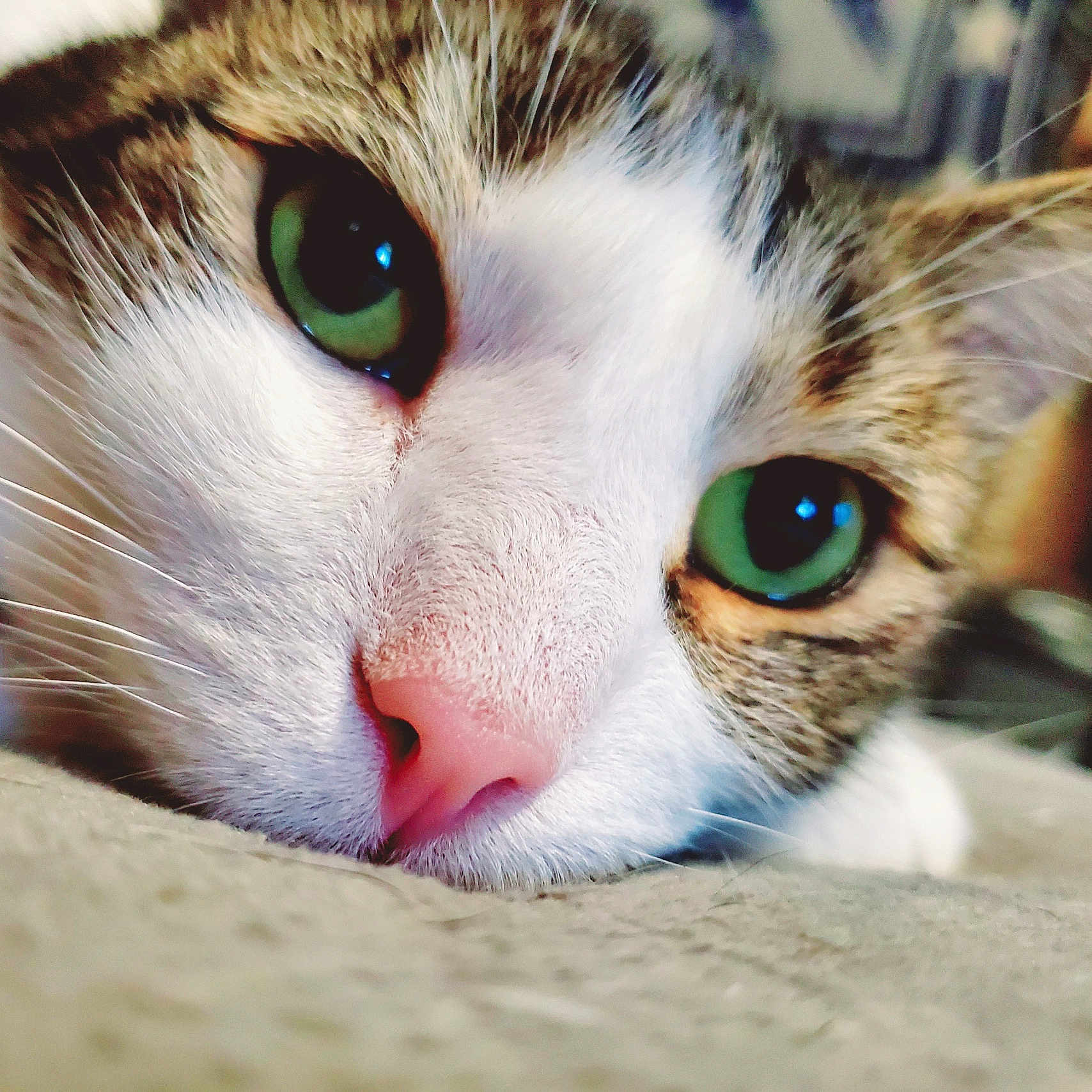 Loki joined the competition — help win amazing prizes! abyssinian, animal, bodypart, cat, kitten, manx, mouth, person, pet, siamese, snout