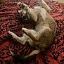Princess is registered to the contest to win money with this photo: dog, pet, lying_down, paws, bed, blanket, red, pattern, fur, tail, relaxed, indoor, cute, sleeping, animal, canine, mammal, resting, cozy, domestic