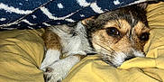 Princess is registered to the contest to win money with this photo: dog, blanket, bed, comforter, cozy, brown_eyes, sleepy, resting, fur, paw, indoor, pet, cute, snug, warm, patterned_blanket, laying_down, canine, soft, relaxed