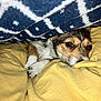 dog, blanket, bed, comforter, cozy, brown_eyes, sleepy, resting, fur, paw, indoor, pet, cute, snug, warm, patterned_blanket, laying_down, canine, soft, relaxed