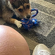 Princess is registered to the contest to win money with this photo: dog, toy, rope_toy, carpet, floor, indoor, pet, playful, chewing, white_sneaker, knee, person, casual, closeup, brown_dog, furry, home, domestic, animal, leisure