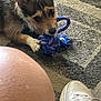 dog, toy, rope_toy, carpet, floor, indoor, pet, playful, chewing, white_sneaker, knee, person, casual, closeup, brown_dog, furry, home, domestic, animal, leisure